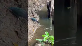 A inteligência dos pássaros #animais #natureza
