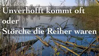 Unverhofft kommt oft (Störche die Reiher waren)