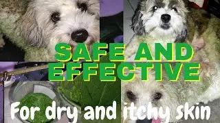 DIY MADRE DE CACAO FOR YOUR DOG'S ITCHY SKIN | Jv liked