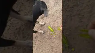 Той-Терьер кушает горох.