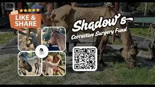 Shadow's Corrective Surgery Fund