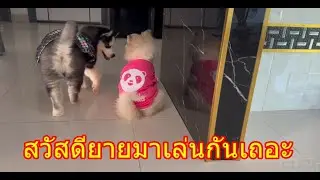 ข้าวคั่วเดินไปเล่นกับใครเขาก็เดินหนี