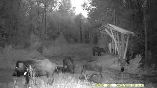 Boars on the trough, imprinted photo trap. Part number 27