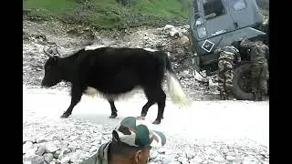 Giant Yak passing through Army Vehicle in Ladakh