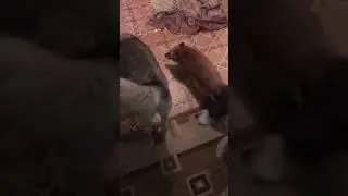 Лиса и собака 