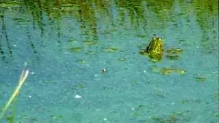 El chatarrero y las ranas