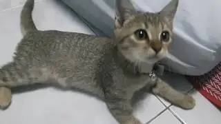 Demo
