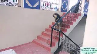 Himalayan Pure Gaddi Bhotia(Bhutia) Dog | भोटे कुकुर fighting mood aggressive bark