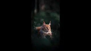 Nature sounds for you and your pet Звуки природы для вас и вашего питомца.