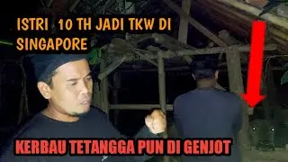 DI LUAR NALAR ORANG INI TIAP HARI WIWIK KERBAU || ISTRI JADI TKW GAK PULANG
