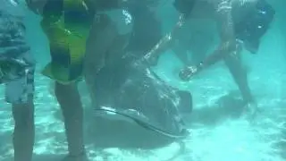 Stingray City - Grand Cayman