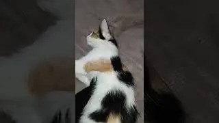 Вот так вот котики живут#коты