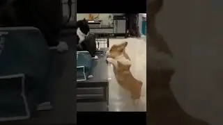 Try not to laugh with these funny animal videos 🤣🤣 #funny #cat #funnyanimals #animals