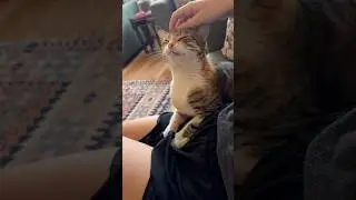Cat purr 