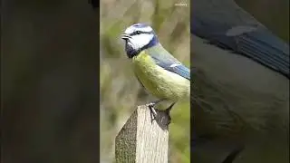 blue tit song bird bird singing #wildlife #shorts #birds