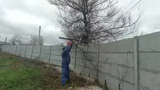 спиливаю старую абрикосу на дрова