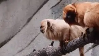Monkeys At Brookfield Zoo 4K - Pictures at an Exhibition