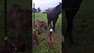 Funny donkey 