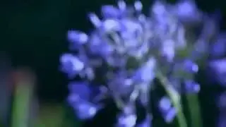 My Flowers İn The Forest