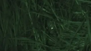 ALIEN LOOKS DIRECTLY AT ME! CAUGHT ON FILM ! 22/11/12