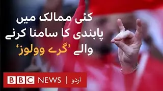Who are the Grey Wolves and why are they banned in many countries? - BBC URDU