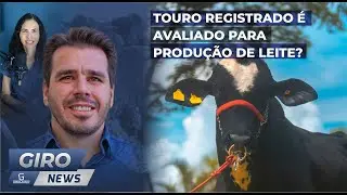 Touro registrado é avaliado para produção de leite?