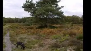 HOLT HEATH VIEWS