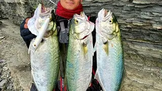 POPPER İLE LÜFER KOFANA AVI BU BALIKLAR COK HIRCIN KIYIDAN BOL AKSİYON LU BALIK AVI