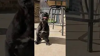 All Black #PresaCanario Puppies for Sale by SoCalPresa.com
