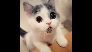20 самых милых кошек и котят