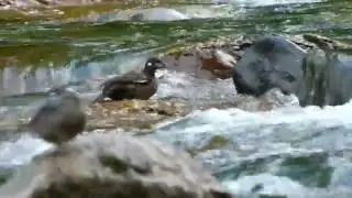Female Harlequin Duck in Englishman River June 2016