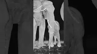A Family Of Elephants At Ol Donyo  #wildanimals  #animals  #elephant