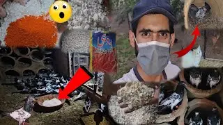 Pigeons Ka Favourite Calcium Powder  #ZahidZHB 😂💯🎉🐕🦜🕊🦒🦢🐦😂😍🦆🐣🐥🐦🦣🦒🐎🐕‍🦺🐓🦃🐕🐄🦏🐅🐊🦛🐃#ZahidZHB