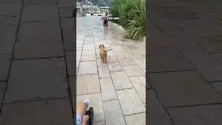 J'AI ADOPTÉ UN CHIEN 🐾
