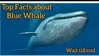 Interesting FACTS about Blue Whale 😳😱#facts #fish #youtube #generalscience