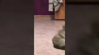 Кот гимнаст 🐈👍 Смешные видео 2021 😁новинки 2021