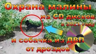МАЛИНА Охрана от птиц из CD дисков в 2021 г
