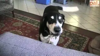 Un Perro Quiere Un Compañero