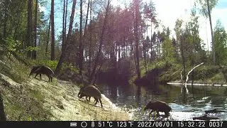 Семейство КАБАНОВ на берегу БЕЗЛЮДНОЙ РЕКИ. Летняя проверка лесных фотоловушек #2