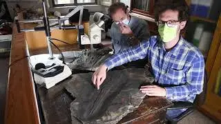 Virtual Besanosaurus
