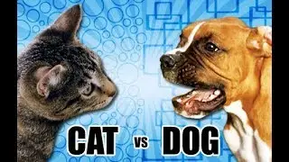 Cats vs Dogs ( in real life) WARNING ( super cringy )