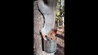 Две белки и один орешек / Two squirrels and one nut