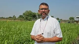 गाय के लिये विविध प्रकार का चारा 