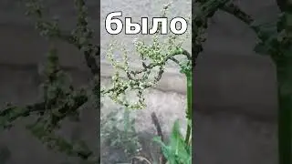 Спас огурцы от тли.