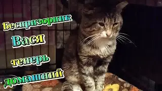 Беспризорник из деревни Васенька теперь домашний.