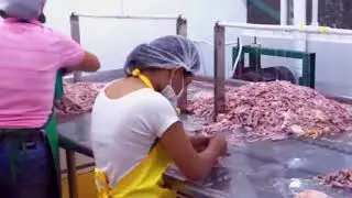 The Factory poultry automatic  cutting #food processing