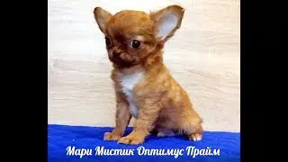 МИНИ ЧИХУА - МАРИ МИСТИК ОПТИМУС ПРАЙМ 