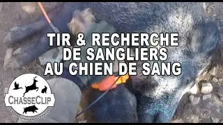 Tir gros sanglier male dans un parc où ils mangent les faons puis recherche au sang...