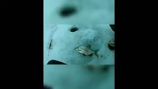 Крупная Густера на зимний фидер. Ловля густеры зимой на фидер.