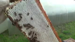 Пчёлы в аномально -  холодное лето